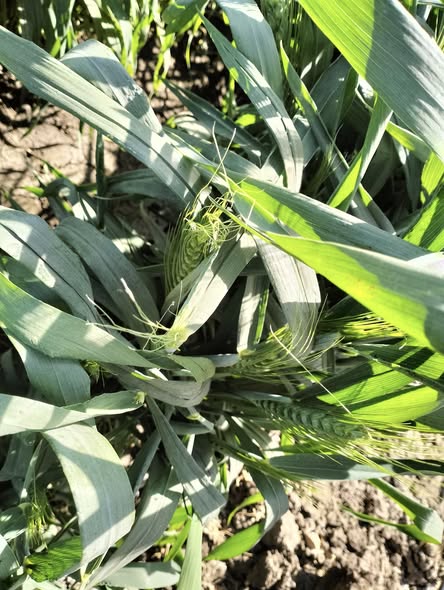 إيه الإصابة والعلاج عمر 80 يوم